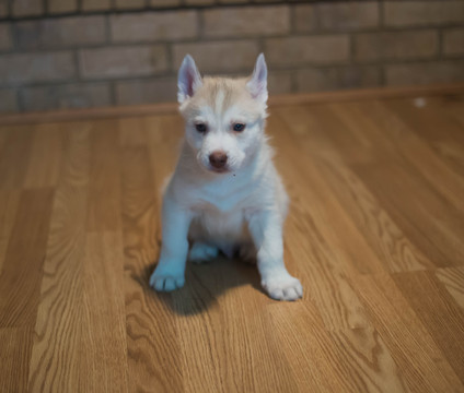Medium Photo #1 Siberian Husky Puppy For Sale in COLORADO SPRINGS, CO, USA