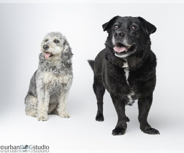 Medium Photo #1 Labradoodle Puppy For Sale in Tampa, FL, USA