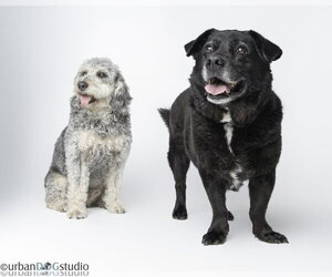 Labradoodle Dogs for adoption in Tampa, FL, USA