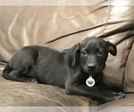Small Photo #3 Labrador Retriever-Unknown Mix Puppy For Sale in Holly Springs, NC, USA