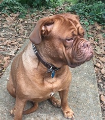Mother of the Dogue de Bordeaux puppies born on 10/26/2017