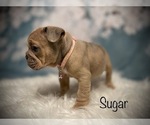 Small Photo #3 Bulldog Puppy For Sale in SPRING, TX, USA