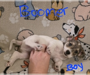 Chizer Puppy for Sale in MONTEZUMA, Georgia USA