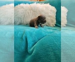Small #6 French Bulldog