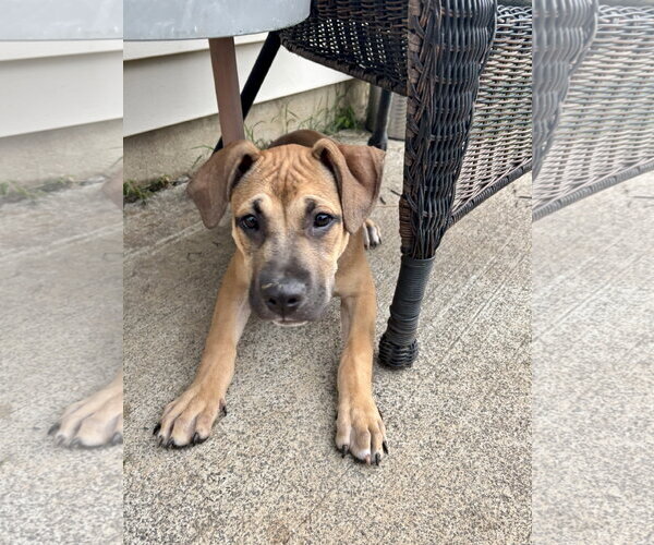 Medium Photo #3 American Staffordshire Terrier-Unknown Mix Puppy For Sale in Holly Springs, NC, USA