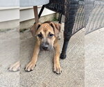 Small #2 American Staffordshire Terrier Mix