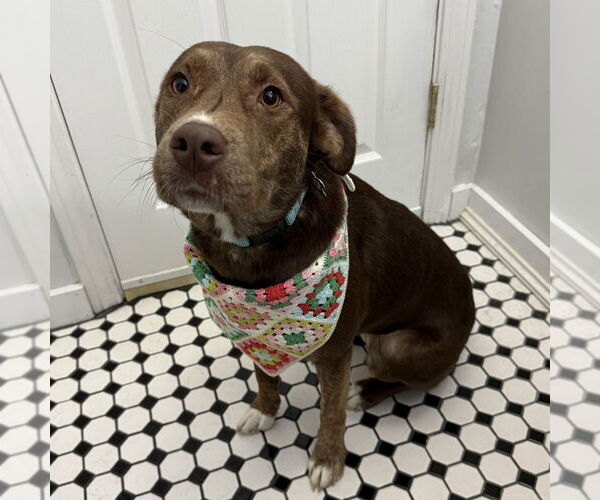 Medium Photo #7 Mountain Cur-Unknown Mix Puppy For Sale in Boston, MA, USA