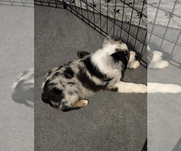 Medium Photo #2 Miniature Australian Shepherd Puppy For Sale in WADESBORO, NC, USA