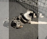 Small #1 Miniature Australian Shepherd