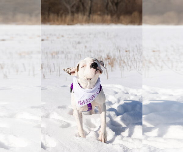 Medium Photo #7 Mutt Puppy For Sale in Crete, IL, USA