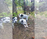 Small Photo #2 Dalmatian Puppy For Sale in RUFFIN, NC, USA