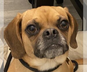 Puggle Dogs for adoption in Sandy, UT, USA