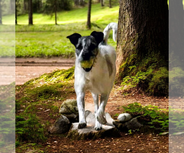 Medium Photo #3 Mutt Puppy For Sale in Vail, AZ, USA