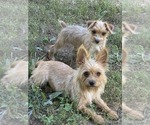 Small Photo #5 Yorkshire Terrier Puppy For Sale in HUDDLESTON, VA, USA