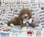Small Poodle (Miniature)