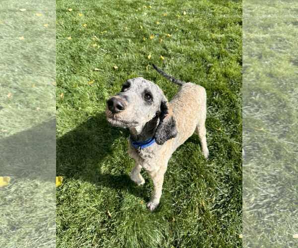 Medium Photo #24 Bernedoodle Puppy For Sale in Sandy, UT, USA