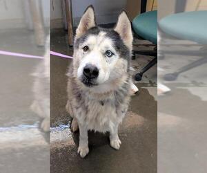 Siberian Husky Dogs for adoption in Camarillo, CA, USA