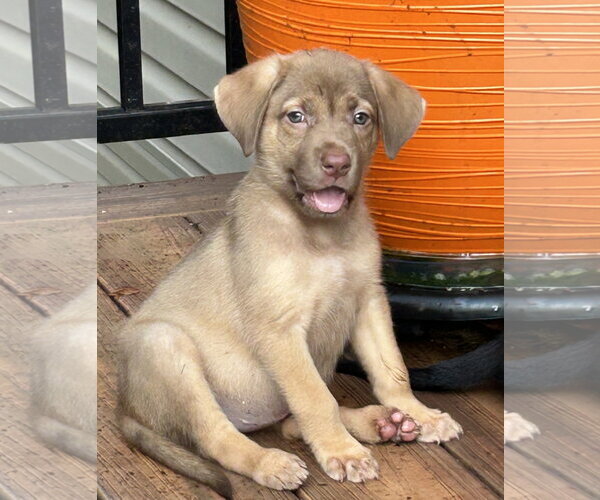 Medium Photo #3 Black Mouth Cur-Labrador Retriever Mix Puppy For Sale in Hillsboro, MO, USA