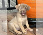 Small #2 Black Mouth Cur-Labrador Retriever Mix