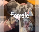 Puppy Puppy 3 American Bully
