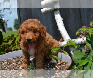 Poodle (Toy) Puppy for sale in GREENWOOD, WI, USA
