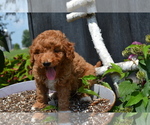 Image preview for Ad Listing. Nickname: Litter of 2