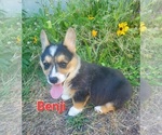 Puppy Benji Pembroke Welsh Corgi