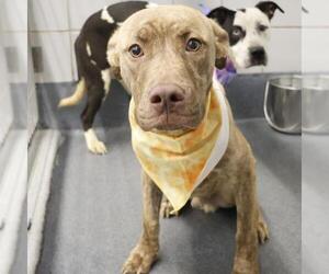 American Staffordshire Terrier-Unknown Mix Dogs for adoption in San Antonio, TX, USA