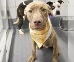 Small American Staffordshire Terrier Mix