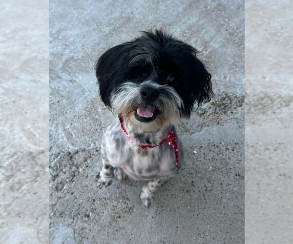Medium Photo #1 Shih Tzu Puppy For Sale in Oak Bluffs, MA, USA