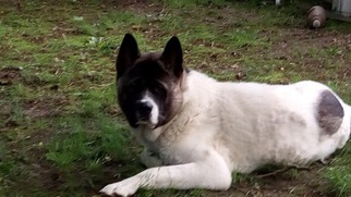 Father of the Akita puppies born on 08/07/2017