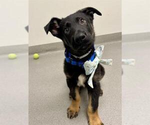 German Shepherd Dog Dogs for adoption in San Francisco, CA, USA