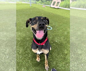 Mutt Dogs for adoption in Shelburne, VT, USA