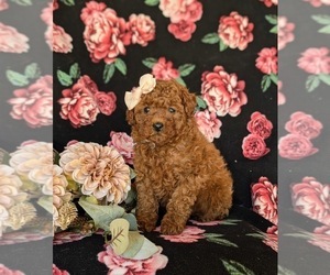 Poodle (Toy) Puppy for sale in LEOLA, PA, USA