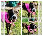 Small #3 American Staffordshire Terrier Mix
