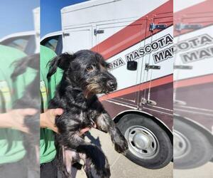 Miniature Schnauzer-Unknown Mix Dogs for adoption in San Antonio, TX, USA