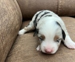 Small Photo #2 Miniature Australian Shepherd Puppy For Sale in NEW BRAUNFELS, TX, USA
