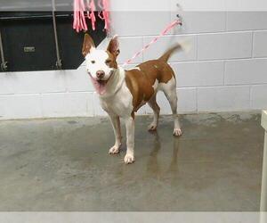 American Pit Bull Terrier-Unknown Mix Dogs for adoption in St. Cloud, FL, USA