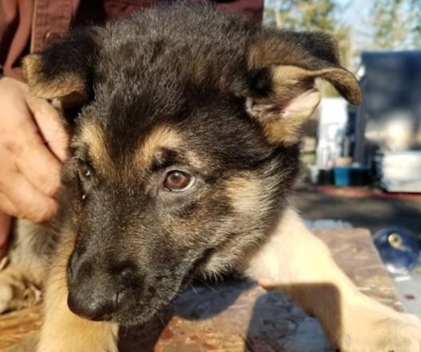 Medium Photo #6 German Shepherd Dog Puppy For Sale in SHERIDAN, OR, USA