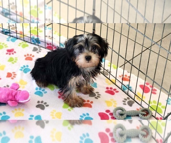 Medium Photo #1 Yorkshire Terrier Puppy For Sale in ORO VALLEY, AZ, USA