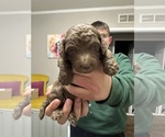 Puppy Bella Poodle (Standard)