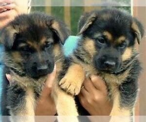German Shepherd Dog Puppy for sale in CHICAGO, IL, USA