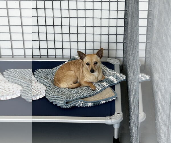 Medium Photo #6 Chihuahua-Unknown Mix Puppy For Sale in Chico, CA, USA