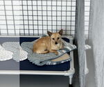 Small #5 Chihuahua Mix