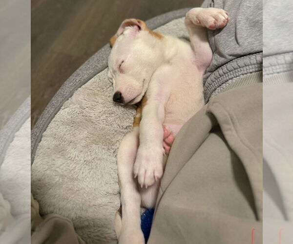 Medium Photo #4 Labbe Puppy For Sale in Chester, VA, USA