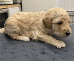 Puppy Puppy Pink Goldendoodle