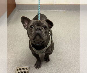 French Bulldog Dogs for adoption in Rancho Cucamonga, CA, USA
