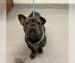 Small French Bulldog