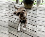 Small #1 German Pinscher Mix