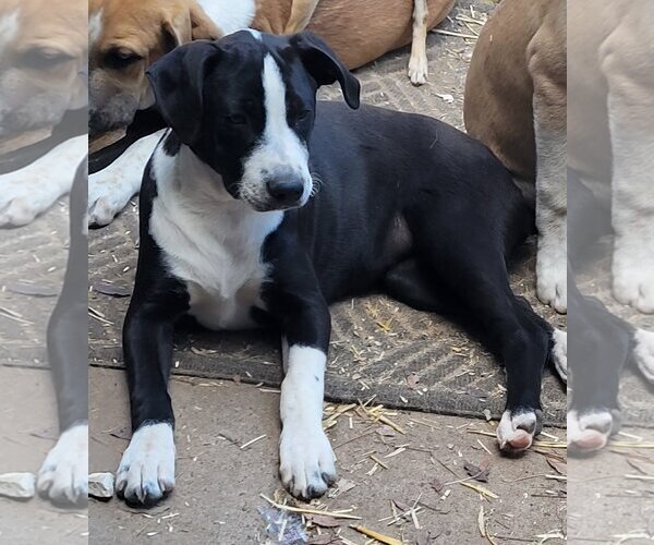 Medium Photo #3 Boxador Puppy For Sale in Spring, TX, USA